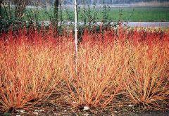 CORNUS SANG. WINTER BEAUTY