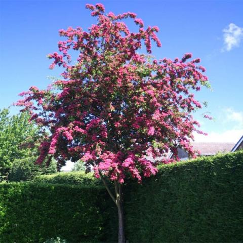 CRATAEGUS LAEV. PAUL's SCARLET