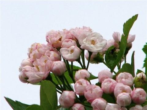 CRATAEGUS M. TOBA