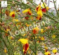 CYTISUS ANDRE. SPLENDENS