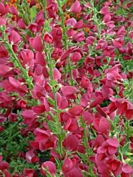 CYTISUS BOSKOOP RUBY