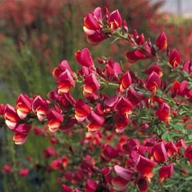 CYTISUS BURKWOODII