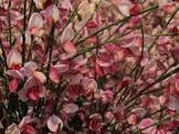 CYTISUS HOLLANDIA