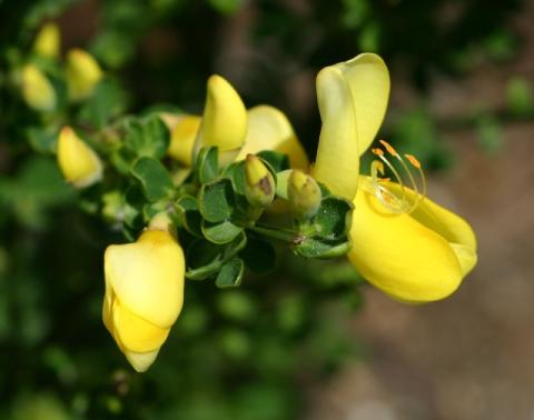 CYTISUS LUNA