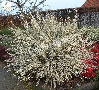 CYTISUS PR. ALBUS