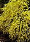 CYTISUS PR. ALLGOLD