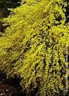 CYTISUS PR. ALLGOLD