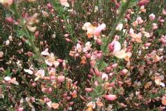 CYTISUS ZEELANDIA