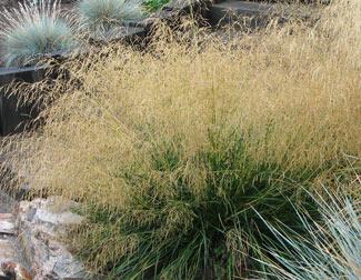 DESCHAMPSIA CESPITOSA