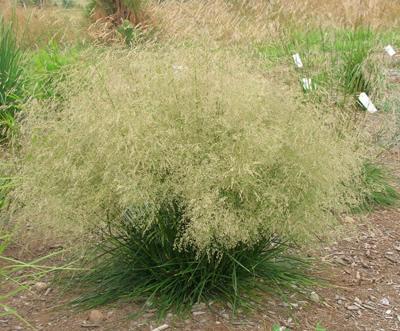 DESCHAMPSIA CESP. GOLDTAU