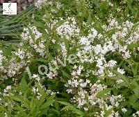 DEUTZIA GRACILIS NIKKO