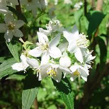 DEUTZIA GRACILIS