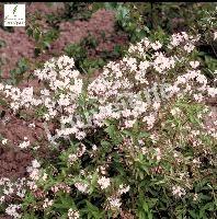 DEUTZIA HYBRIDA MONT ROSE