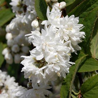 DEUTZIA MAGNIFICA