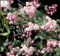 DEUTZIA PURP. KALMIIFLORA