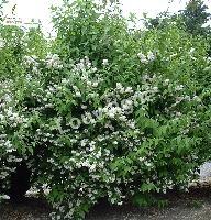 DEUTZIA SCABRA PLENA