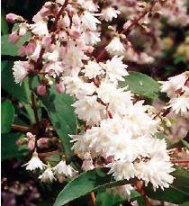 DEUTZIA S. PRIDE OF ROCHESTER