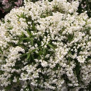 DEUTZIA YUKI SNOWFLAKE®