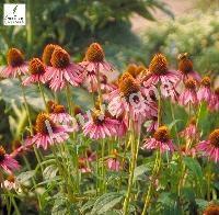 ECHINACEA PURPUREA  (RUDBEKIA)