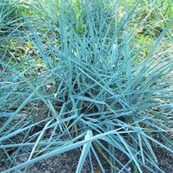 ELYMUS ARENARIUS