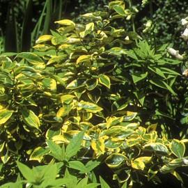ELAEAGNUS EB GILT EDGE