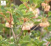 ENKIANTHUS CAMP. 'PALIBINII'