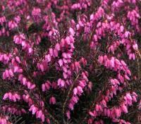 ERICA CARNEA DECEMBER RED