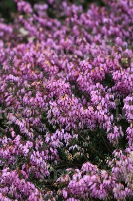 ERICA C. MARCH SEEDLING