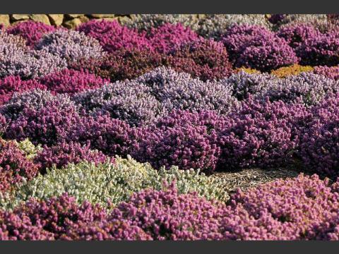 ERICA CARNEA VARIEE