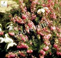 ERICA CARNEA WINTER FREUDE