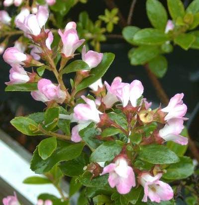 ESCALLONIA APPLE BLOSSOM