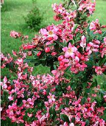 ESCALLONIA DONARD RADIANCE