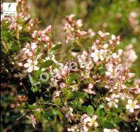 ESCALLONIA DONARD SEEDLING