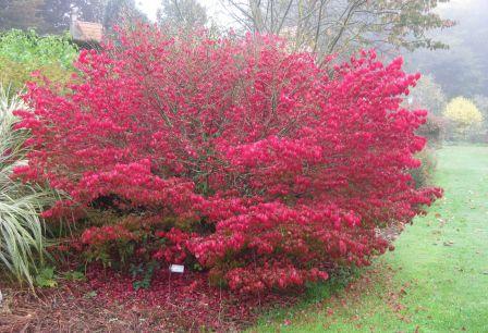 EUONYMUS ALATUS COMPACTUS