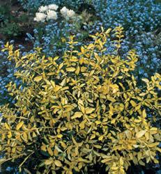EUONYMUS FORT. BLONDY®
