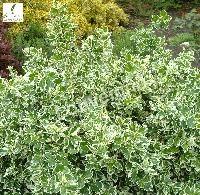 EUONYMUS F. EMERALD GAIETY