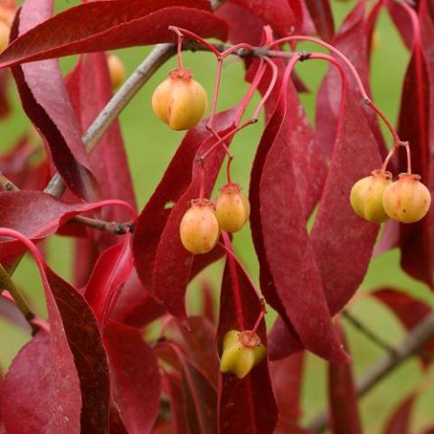 EUONYMUS GRANDI. RED  WINE