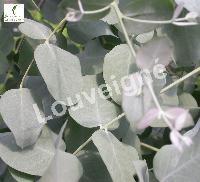 EUCALYPTUS GUNNII FRANCE BLEU