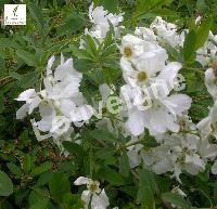 EXOCHORDA MACR. THE BRIDE