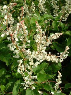 FALLOPIA AUBERTII (POLYGONUM)