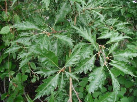 FAGUS SYLV. ASPLENIIFOLIA