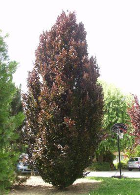 FAGUS SYLV. DAWYCK PURPLE