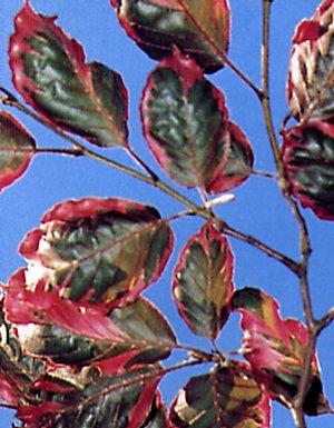 FAGUS SYLV. PURPUREA TRICOLOR