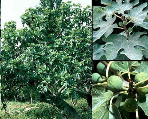 FICUS CARICA