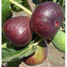 FICUS C. BROWN TURKEY