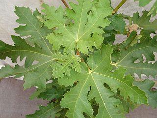 FICUS C. ICE CRYSTAL®
