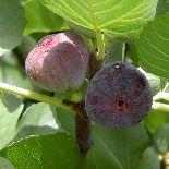 FICUS C.ROUGE DE BORDEAU