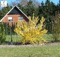 FORSYTHIA INT. LYNWOOD