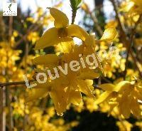 FORSYTHIA INT MINIGOLD