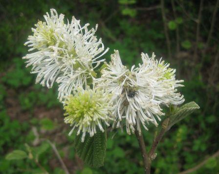 FOTHERGILLA MAJOR (MONTICOLA)